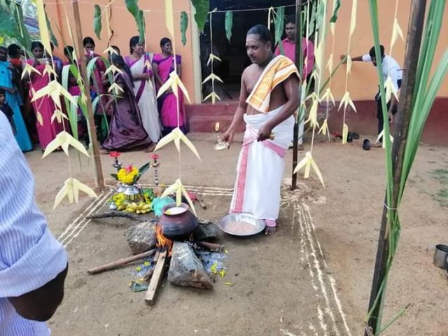 Thaipongal celebrations